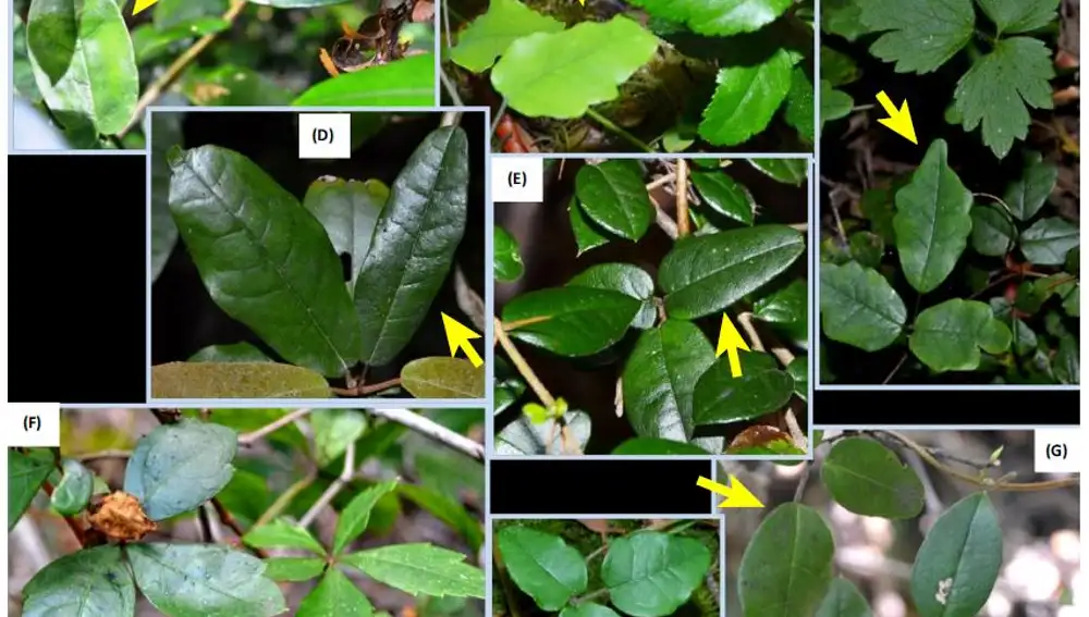 Imágenes de hojas de Boquila trifoliolata mimetizándose con otras especies, publicada en el artículo: Eyes in the Chameleon Vine?