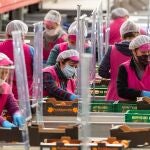 Trabajadoras de una cooperativa agraria de Cieza separadas con mamparas