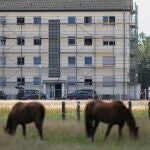 Caballos pastan frente a uno de los edificios en los que viven los trabajadores del matadero de Verl (Alemania) donde se ha detectado un foco de coronavirus