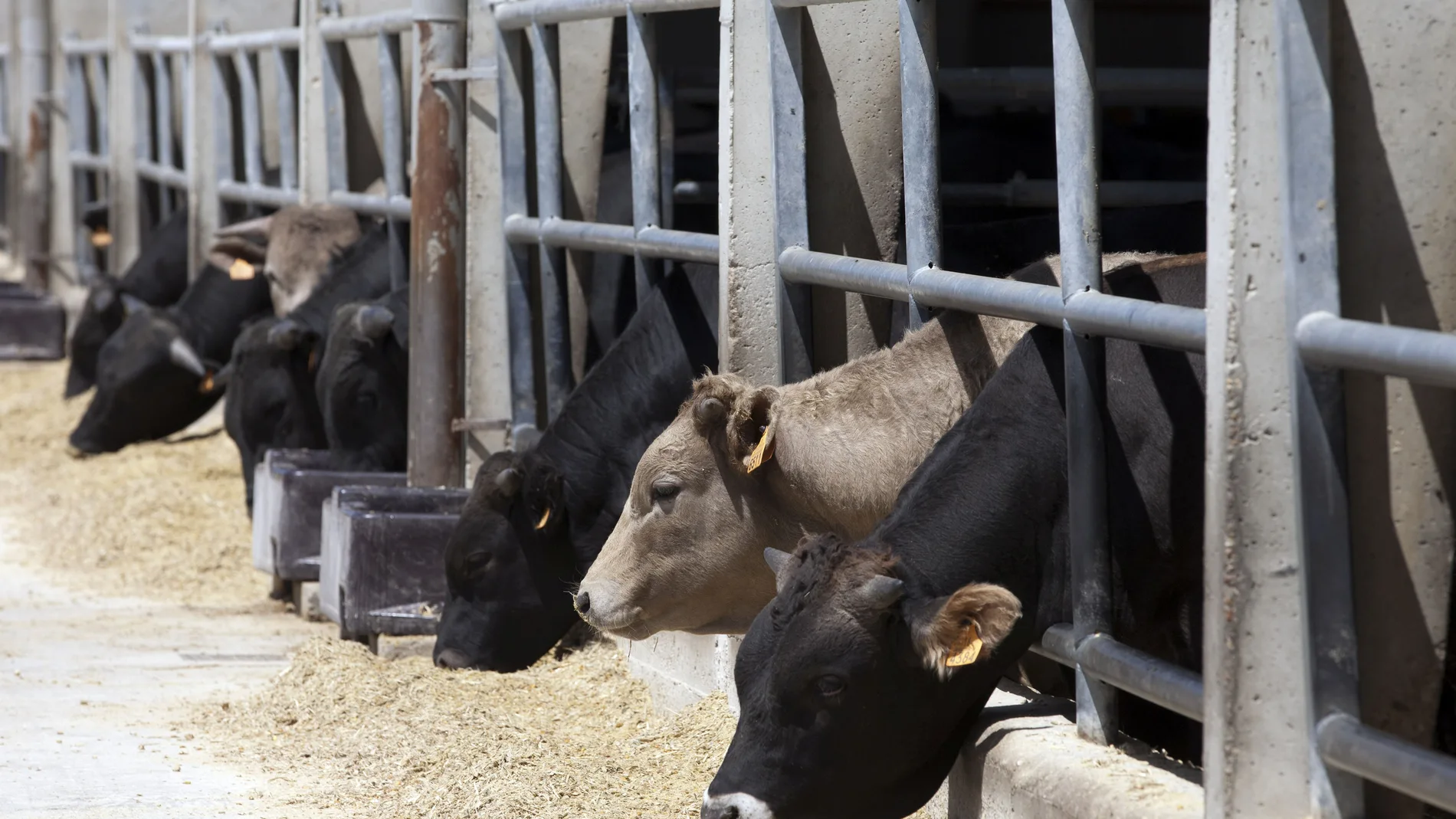 Cebadero comunitario de la IGP Carne de Ávila en Riocabado