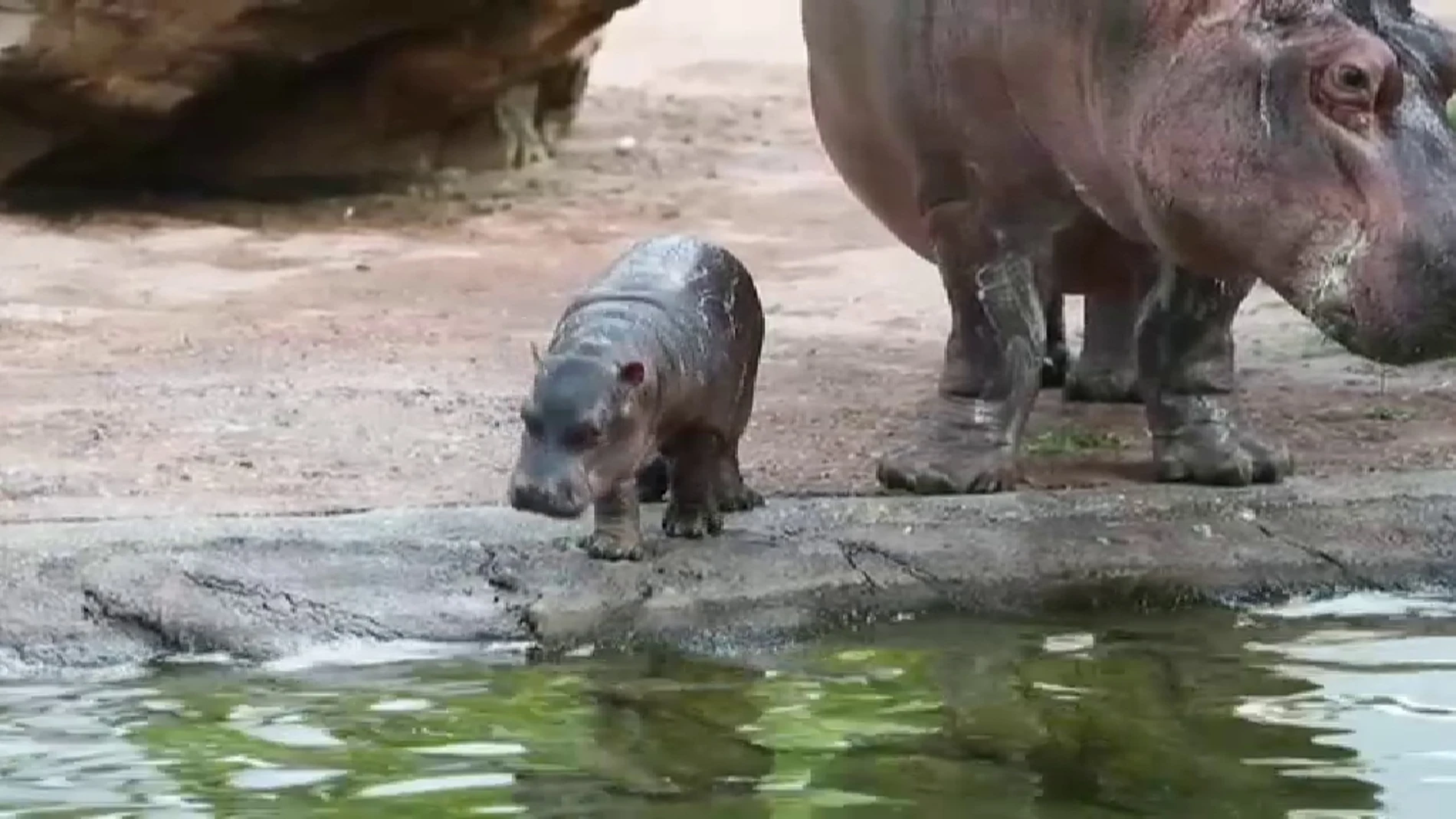 La única cría de hipopótamo nacida en Francia se da su primer baño acompañada de su madre