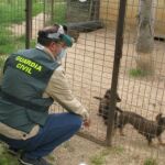 Agente del Seprona comprueba el estado de salud de unos cachorros raza teckel en un criadero ilegal de Valladolid