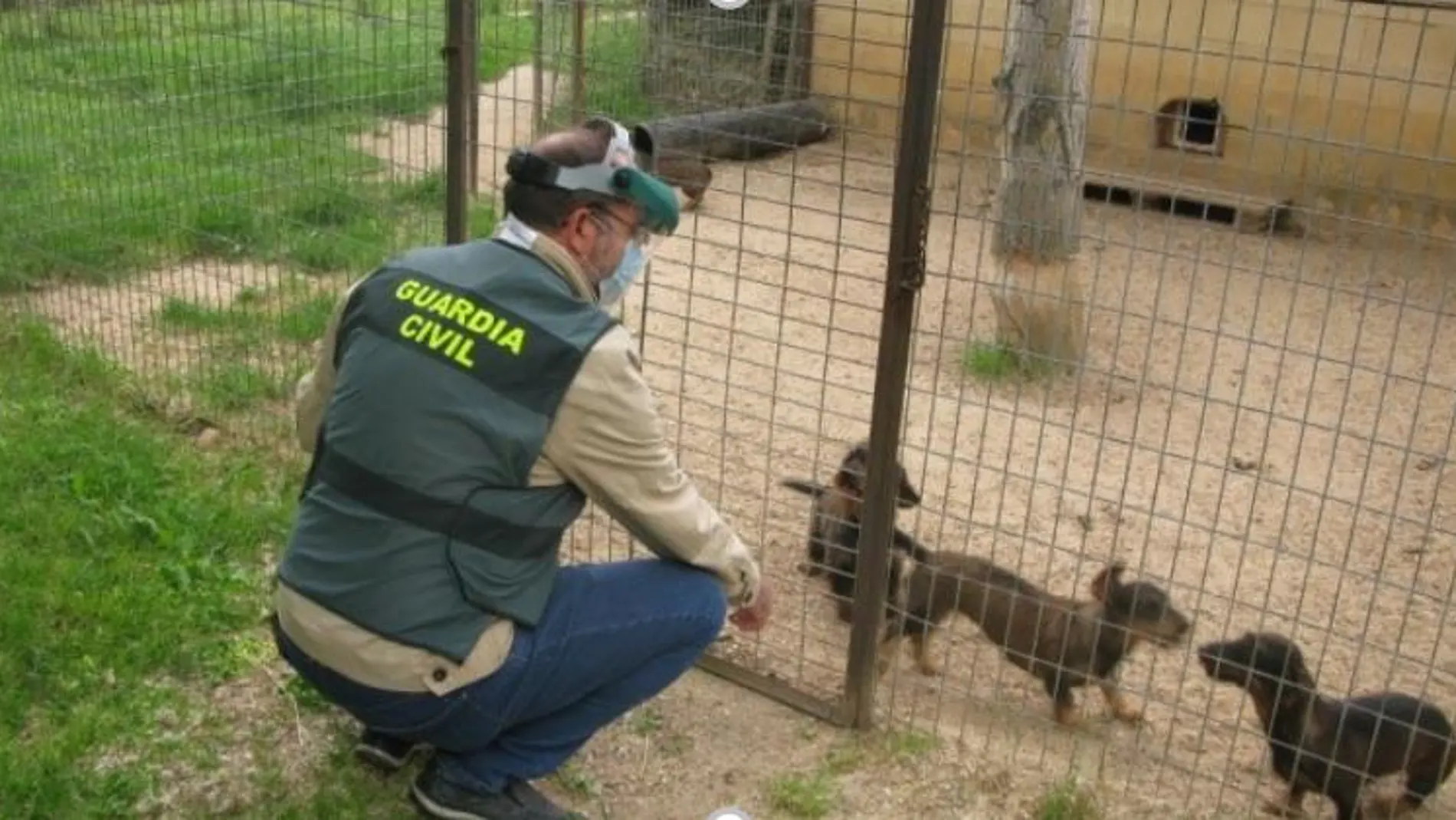 Agente del Seprona comprueba el estado de salud de unos cachorros raza teckel en un criadero ilegal de Valladolid