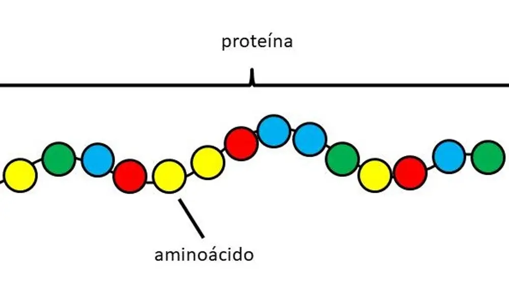 Esquema simplificado de parte de la cadena de una proteína. Las proteínas estan compuestas por diferentes aminoácidos unidos entre si.