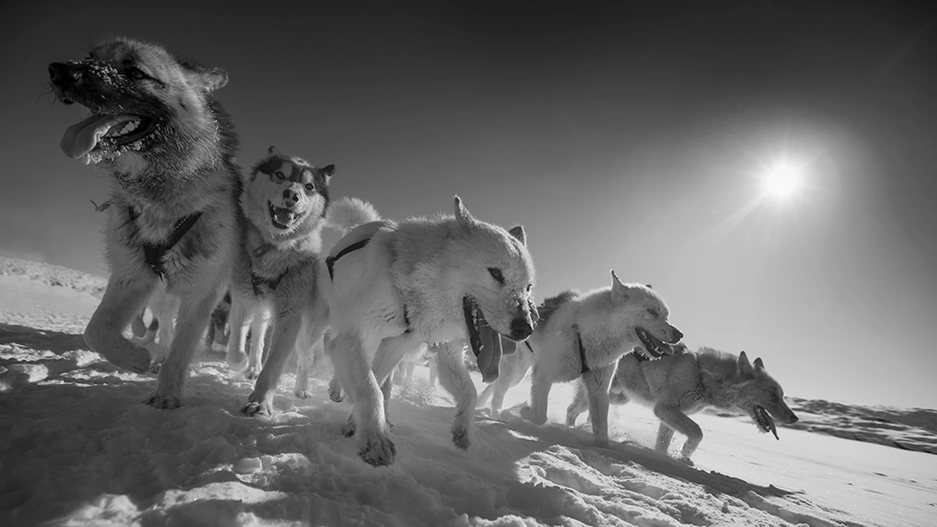 Los perros de trineo, estrechamente relacionados con canes de 9.500 años