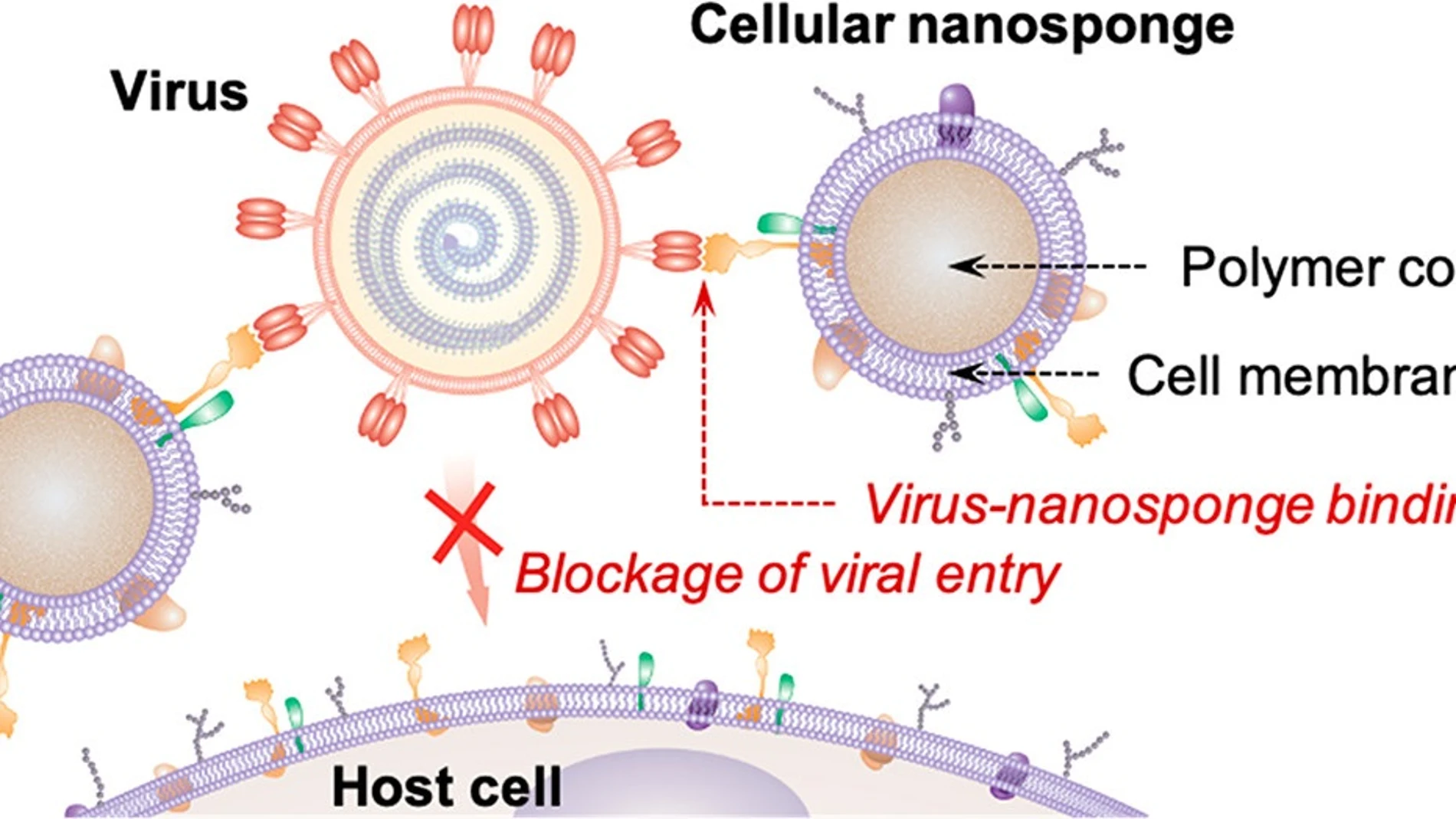 Esquema del principio de funcionamiento de las nanoesponjas. Las nanopartículas poliméricas están cubiertas con membranas celulares humanas para que el SARS-CoV-2 esté rodeado por las nanoesponjas antes de que pueda ingresar a cualquier célula huésped.