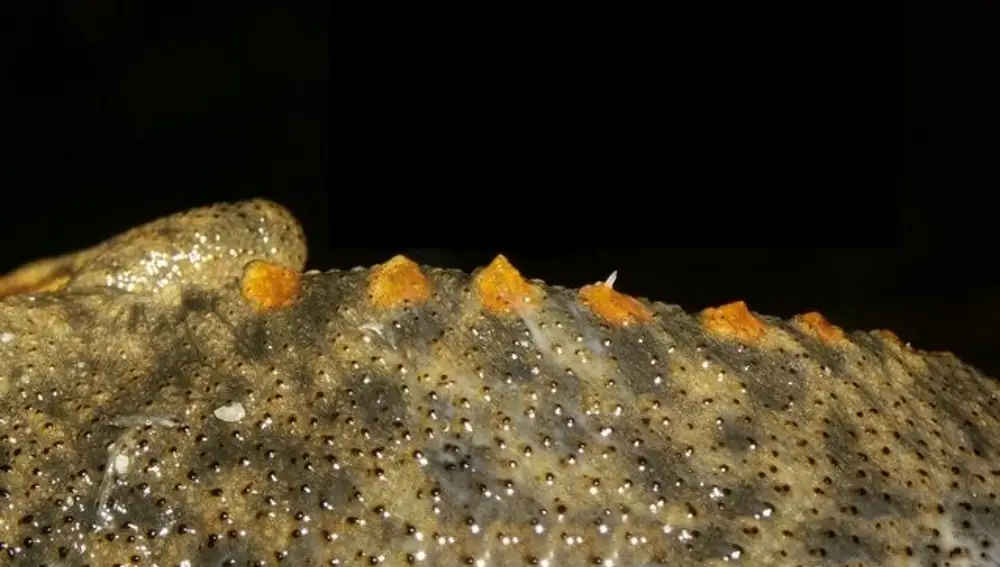 Gallipato (Pleurodeles waltl) mostrando sus costillas sobresaliendo a través del costado.