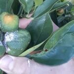 La plaga del "cotonet", procedente de Sudáfrica, ha llegado al campo valenciano