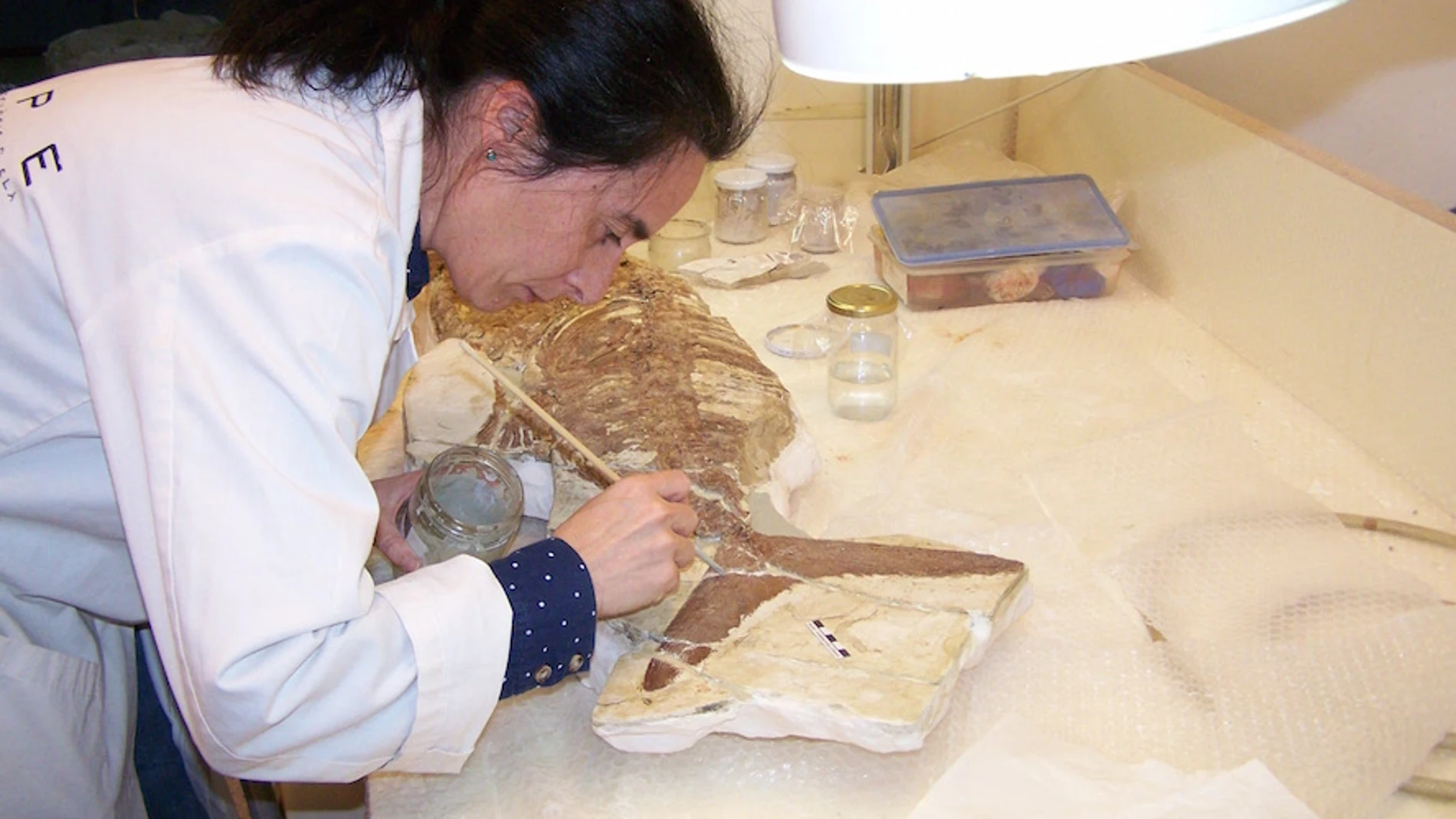 Trabajo de laboratorio con el fósil hallado en Lorca