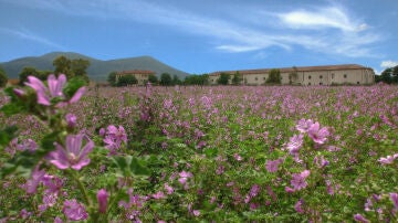 Spergolaia en la Toscana