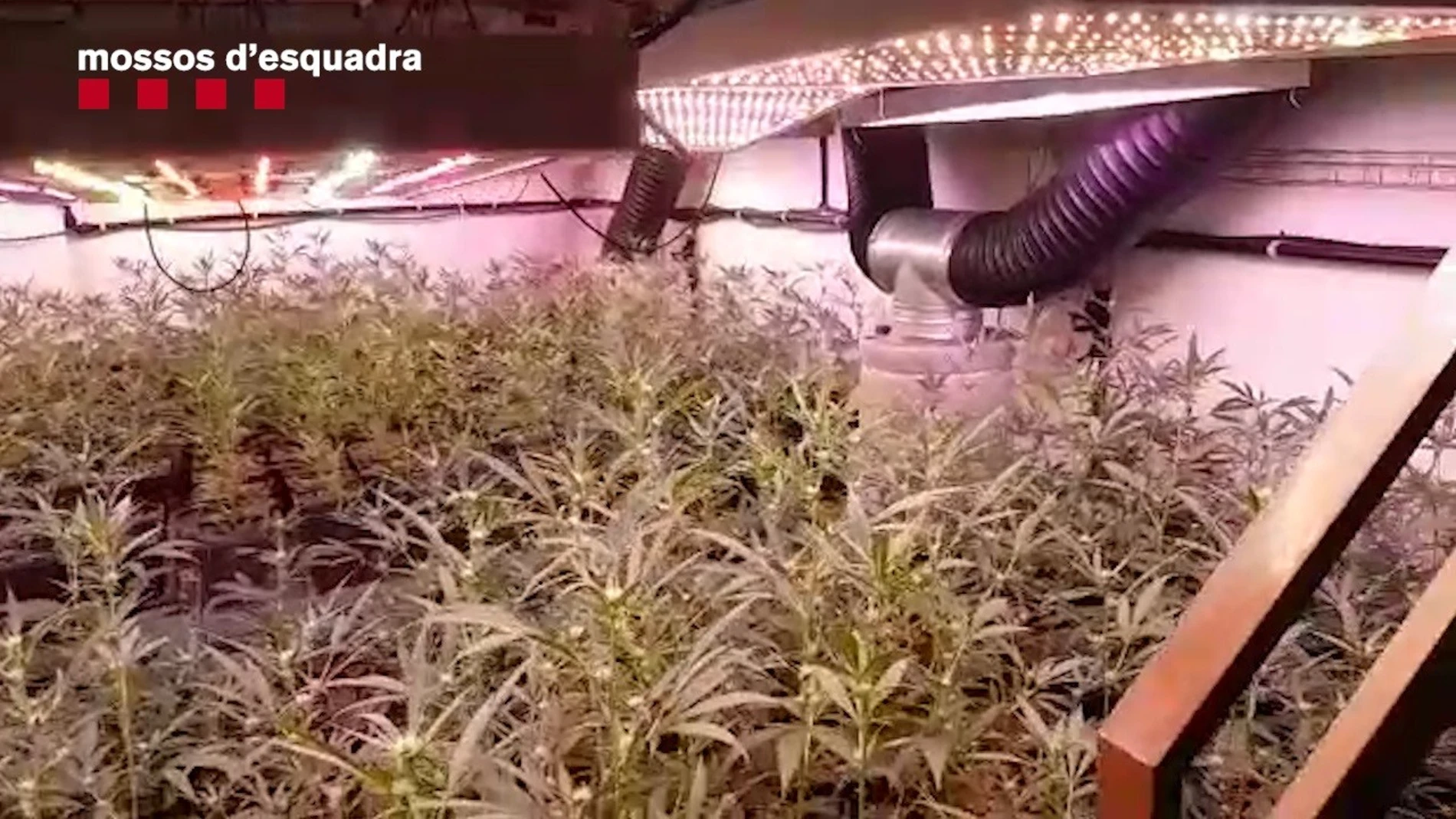 Sucesos.- Cae una organización criminal con 27 detenidos por tráfico de marihuana en Barcelona