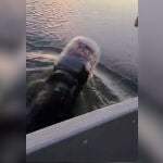 Una familia rescata a un oso atrapado a un bote de plástico en el lago Marshmiller, en Wisconsin