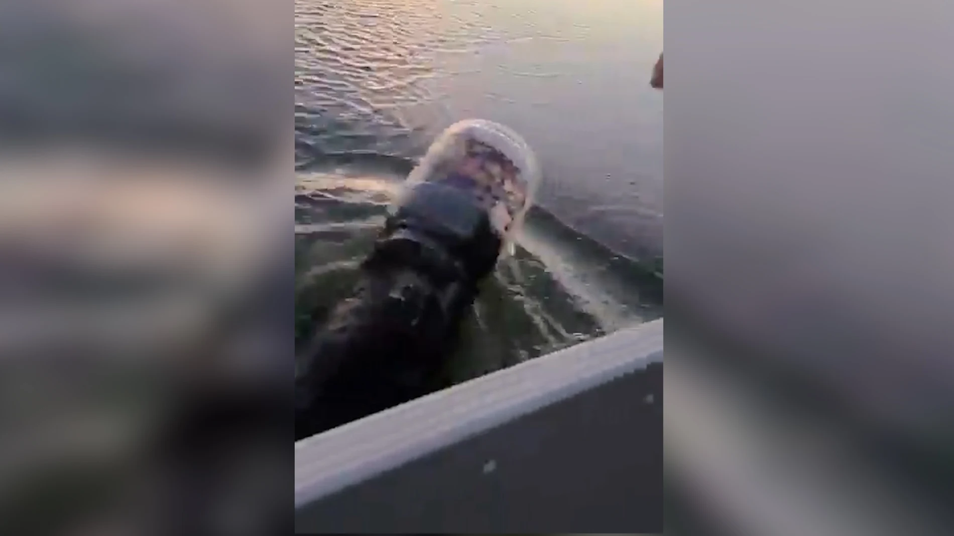 Una familia rescata a un oso atrapado a un bote de plástico en el lago Marshmiller, en Wisconsin