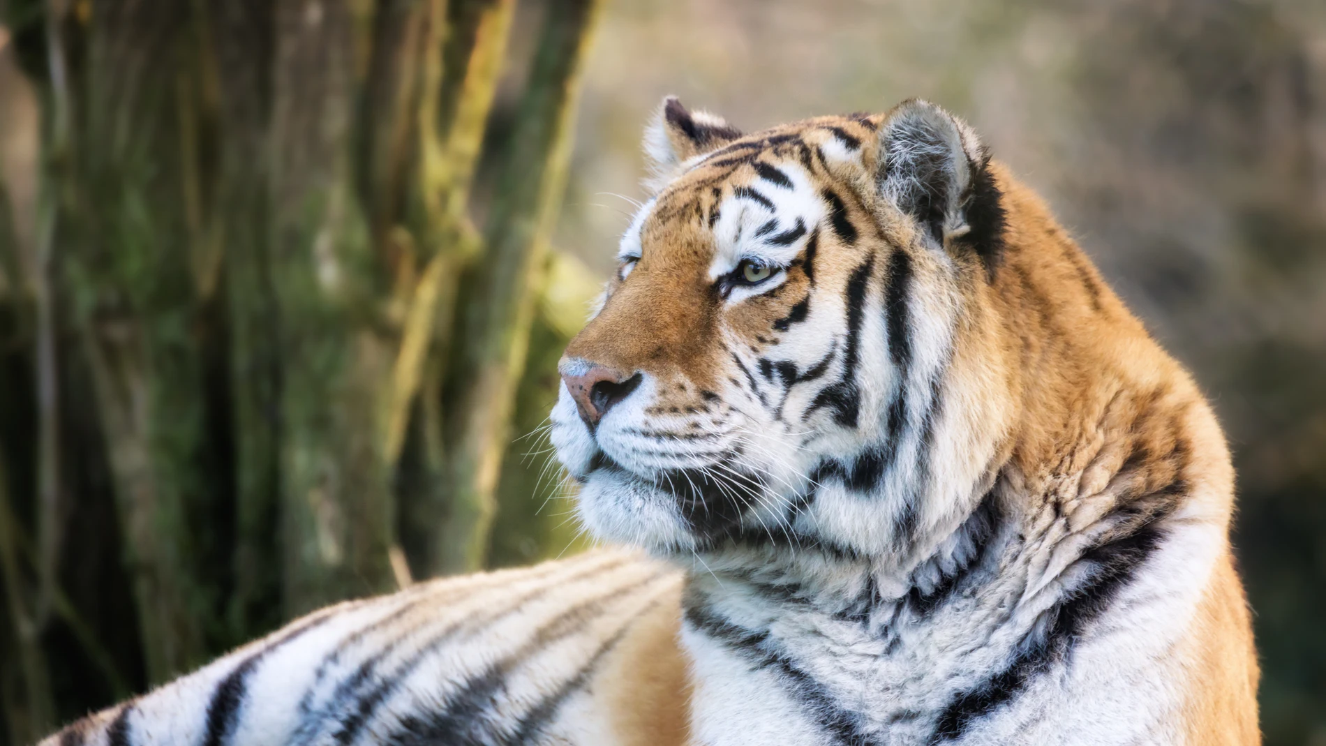 Un tigre siberiano, en una imagen de archivo