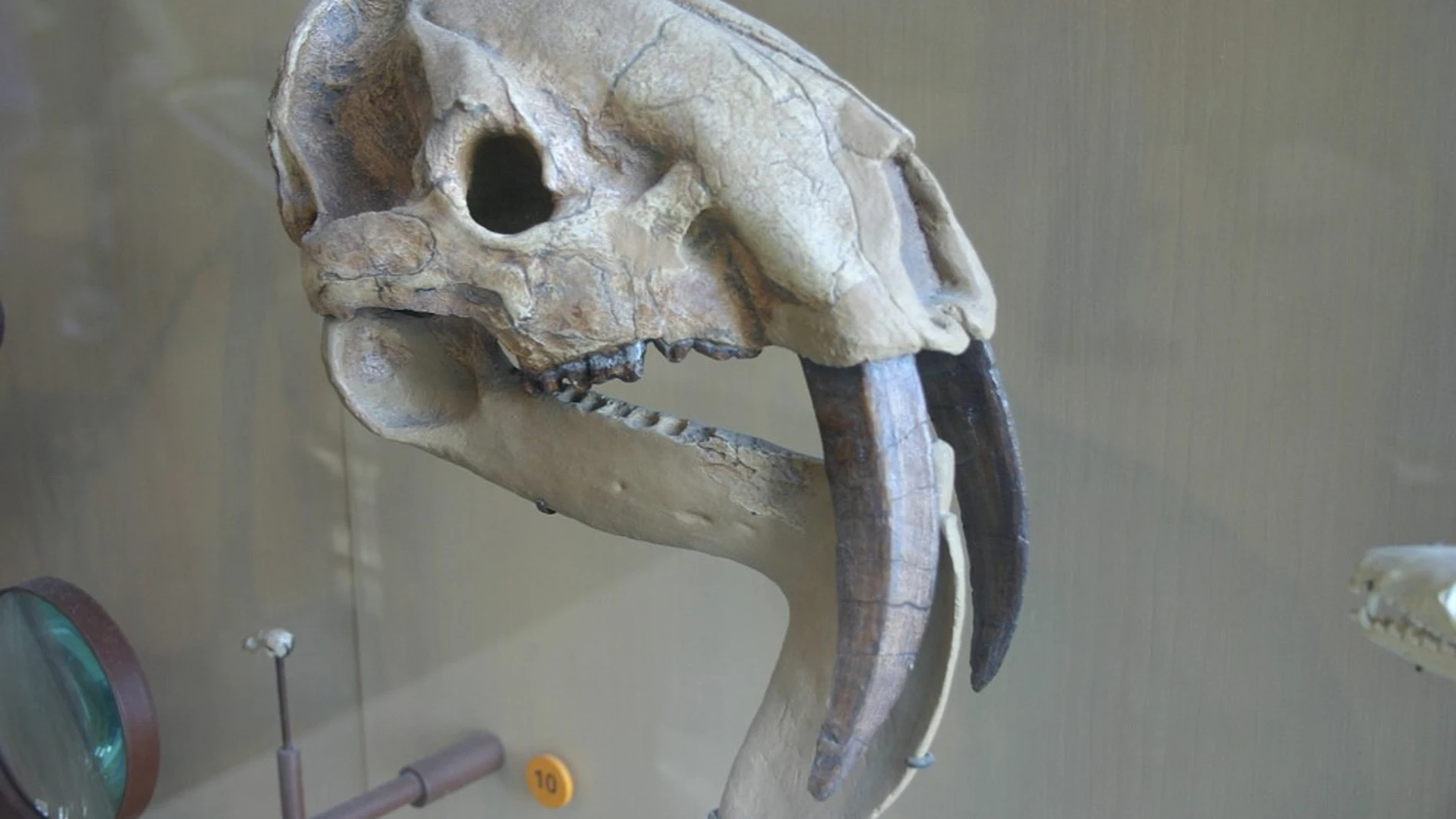 Cráneo de Thylacosmilus atrox