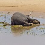 Macho de elefante africano fallecido en Sudáfrica (No tiene que ver con los casos ocurridos recientemente en Botsuana)