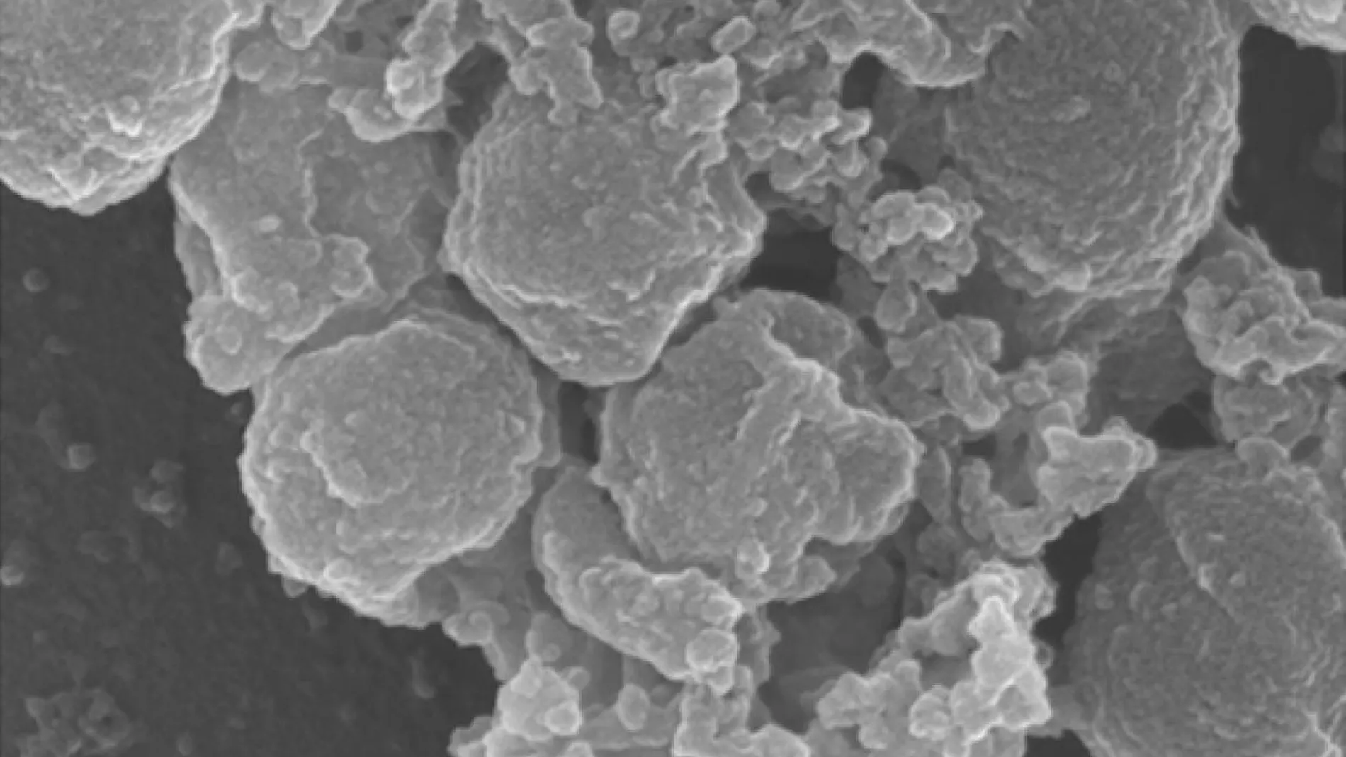 Grupo de Staphylococcus aureus formando una “piñata” tras aplicarles la proteína HDMP, que hace que las bacterias se peguen las unas a las otras. En esta imagen de microscopio electrónico vemos al menos siete bacterias (las pelotas más grandes) acompañadas de material más pequeño, parte del cual pueden ser las “ataduras” generadas por HDMP.