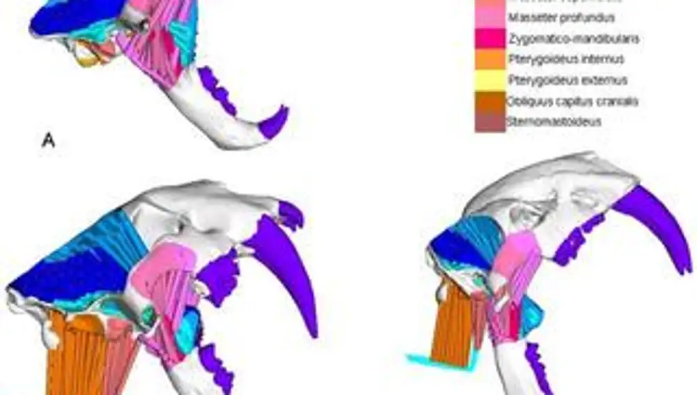 Comparativa de los músculos del cuello y la mandíbula en (A) Panthera pardus, (B) Smilodon fatalis y (C) Thylacosmilus atrox