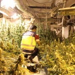 Plantación ilegal de marihuana intervenida por la Policía
