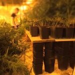 Cae un de los mayores entramados en Madrid dedicados a importar heroían y cultivar y exportar marihuanaPOLICÍA NACIONAL10/07/2020