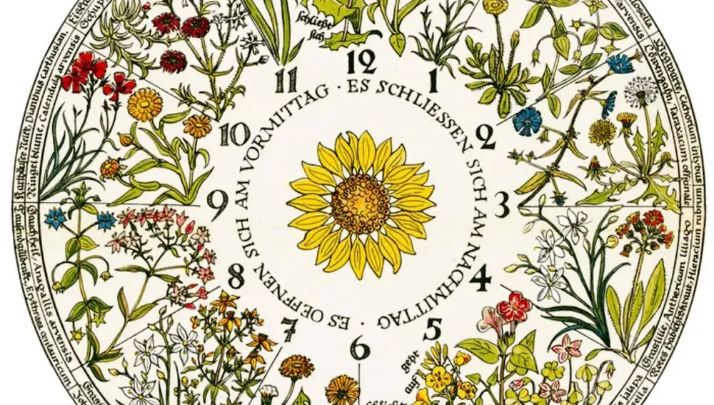Reloj floral de Carlos Linneo