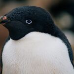 Imagen de archivo de un pingüino