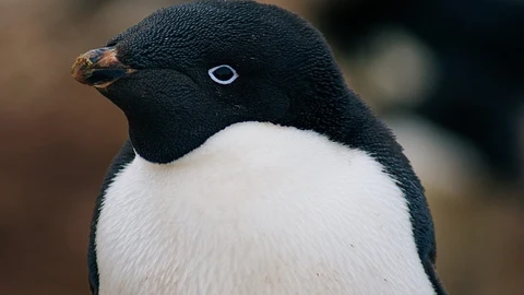 Imagen de archivo de un pingüino