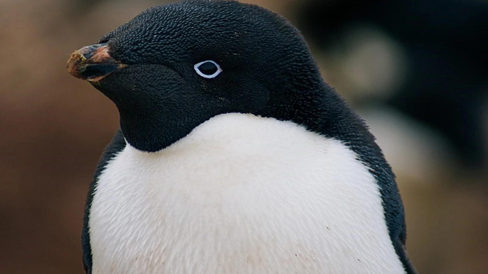 Pingüino de Adelia (Pygoscelis adeliae)