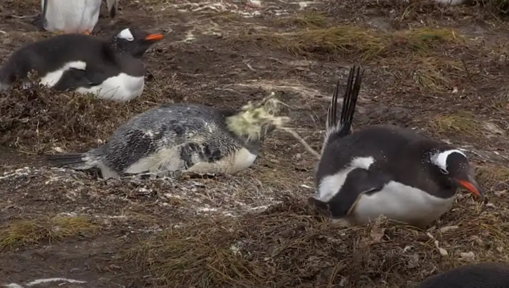 Pingüino gentú (Pygoscelis papua) defecando sobre un congénere.