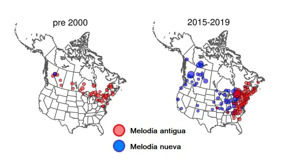 Mapa con la evolución del canto del gorrión gorgiblanco en las últimas décadas. La nueva canción (azul) invade progresivamente la antigua canción (rojo). (Modificado del estudio original)