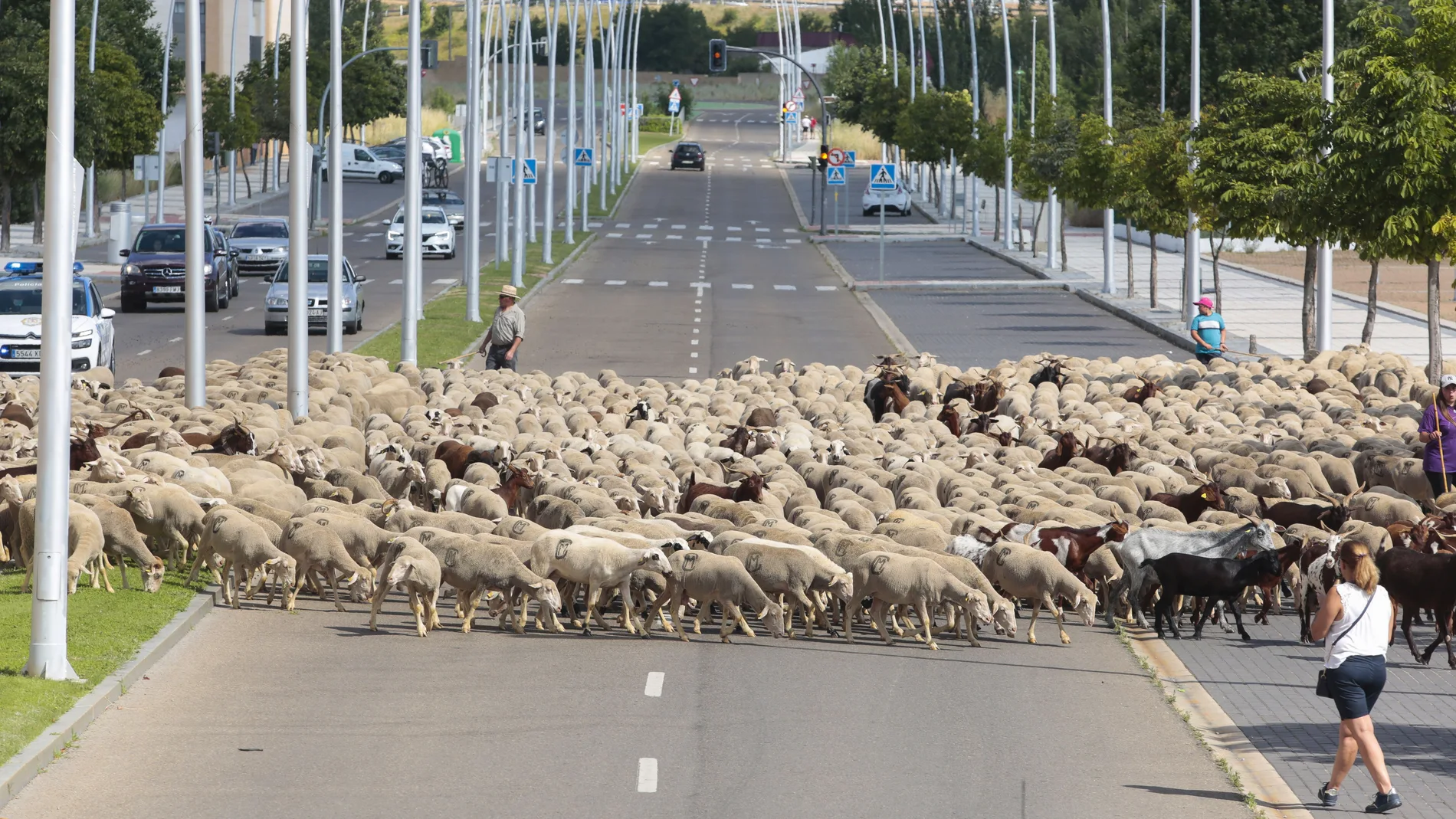 Un rebaño de unas 1.900 ovejas atraviesa León en su recorrido trashumante