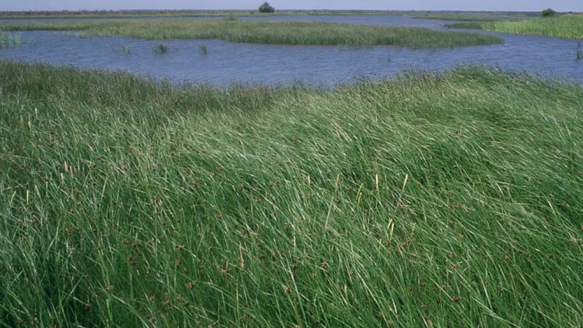 La CHG declara sobreexplotadas tres de las cinco masas de agua del entorno de Doñana