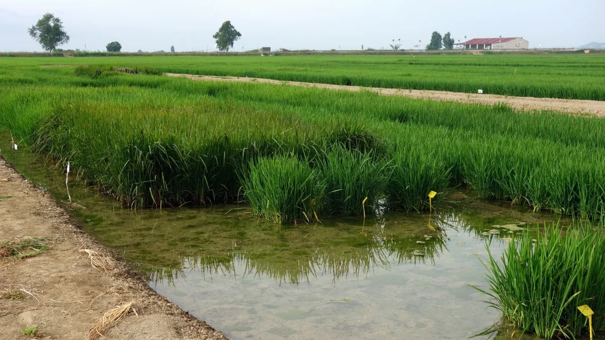 Las nueve fumigaciones aéreas de plaguicidas realizadas sobre arrozales en los últimos siete años son ilegales