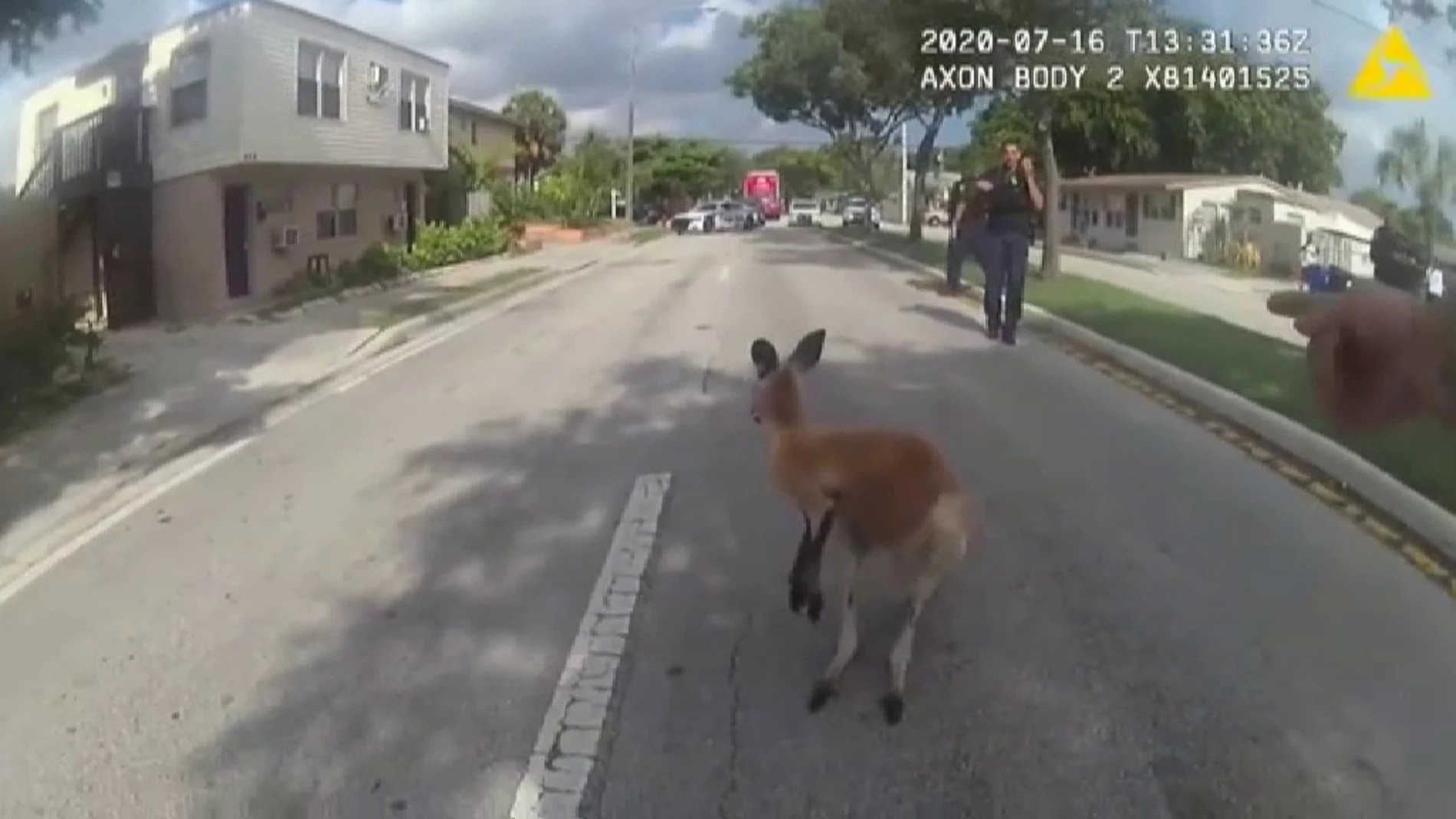 La Policía atrapa a un canguro suelto por las calles de Florida