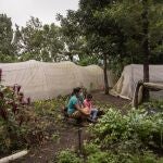 ACOMPAÑA CRÓNICA: CORONAVIRUS GUATEMALA. GU6002. SAN PEDRO YEPOCAPA (GUATEMALA), 18/07/2020.- Pobladores trabajan en una huerta comunitaria, el 15 de julio de 2020, en una huerta comunitaria de San Pedro Yepocapa (Guatemala). Un grupo de poblados establecidos en la zona oeste de las faldas del volcán de Fuego de Guatemala se ampara en la agricultura comunitaria, con tecnología de riego y con protección de las cenizas, para sobreponerse a los estragos económicos y sociales de la COVID-19. EFE/ Esteban Biba