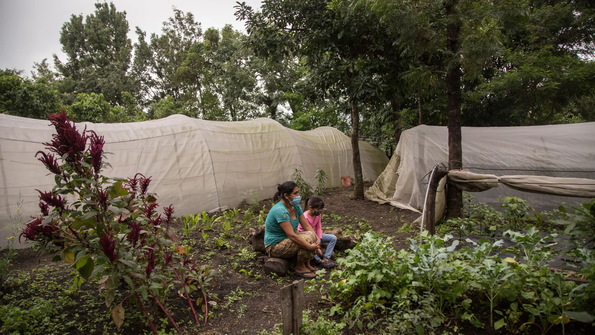 Indígenas de Guatemala sobreviven a volcán y pandemia con cosecha comunitaria