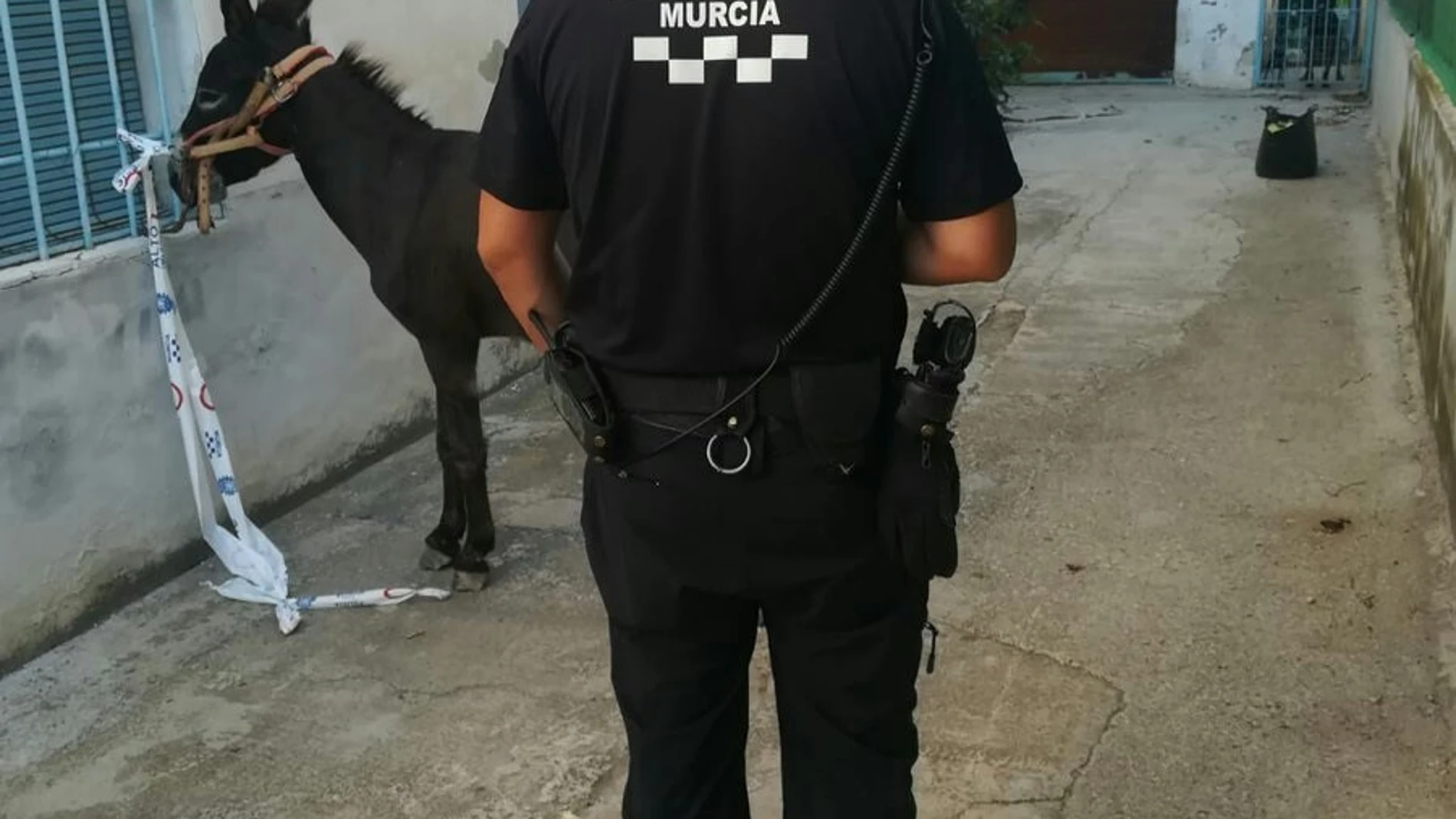 Sucesos.- La Policía Local de Murcia localiza un burro que deambulaba por la calzada con riesgo de ser atropellado
