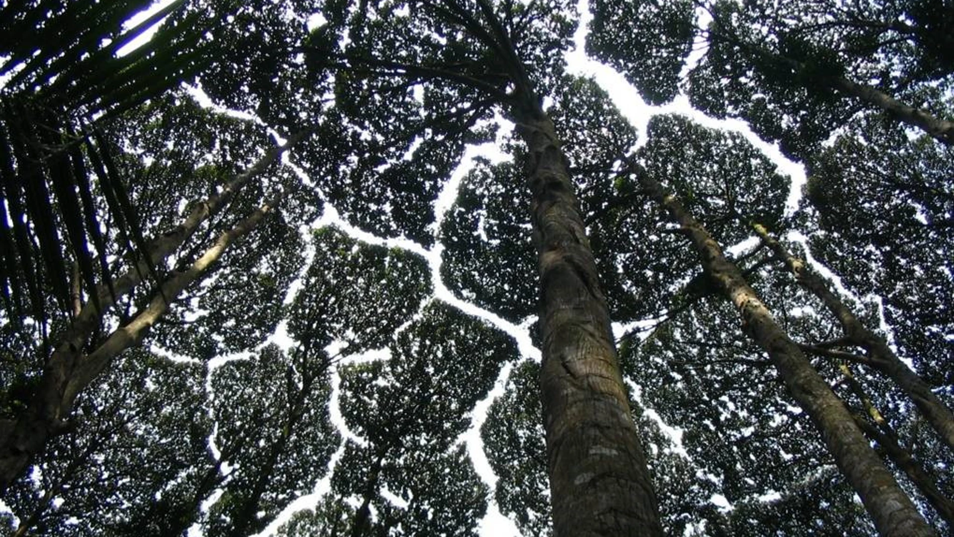 Fotografía de las fisuras de timidez entre las copas de un bosque de Dryobalanops aromatica, en Malasia.