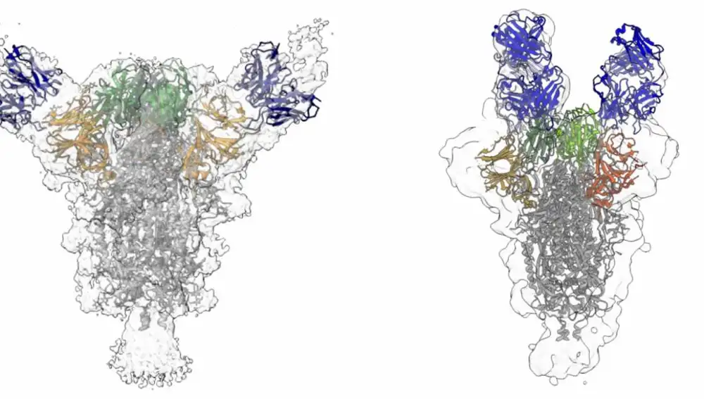 Las reconstrucciones Cryo-EM muestran cómo dos anticuerpos diferentes (azul) se unen a la proteína espiga del virus SARS-CoV-2.