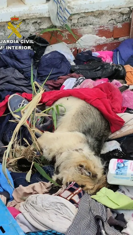 La Benemérita ha localizado a dos perros muertos y ha rescatado en estado de abandono