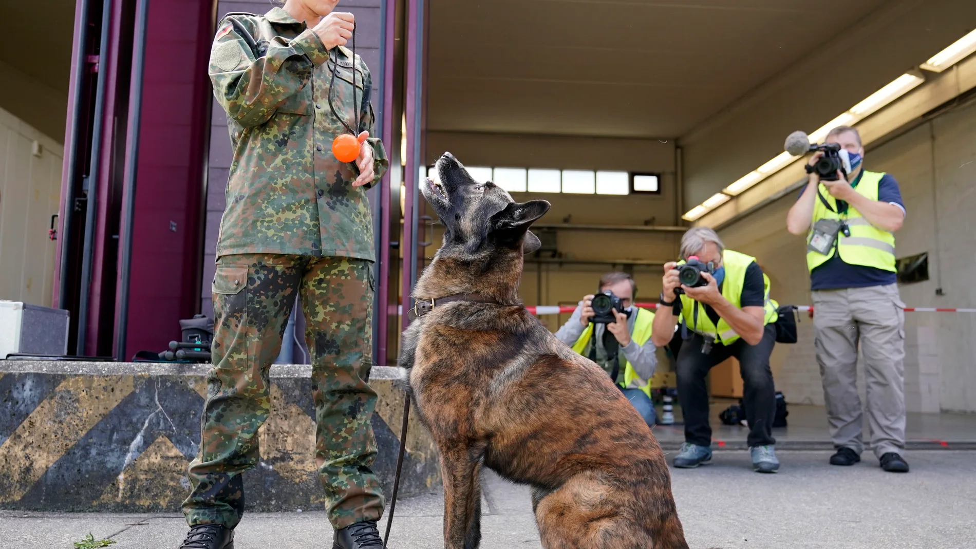 Un perro entrenado para "oler" el virus en Alemania