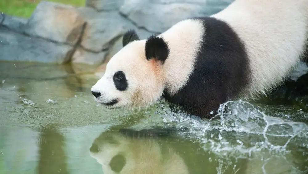 (200702) -- XIANGXI, 2 julio, 2020 (Xinhua) -- Imagen del 1 de julio de 2020 de un panda gigante en el recién abierto jardín de pandas gigantes, en la prefectura autónoma de las etnias tujia y miao de Xiangxi, en la provincia de Hunan, en el centro de China. Ocho pandas gigantes de la provincia de Sichuan, en el suroeste de China, hicieron su primera aparición pública el miércoles en el jardín. (Xinhua/Chen Sihan) (jg) (vf) (ce)