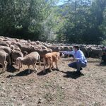 El consejero de Fomento y Medio Ambiente, Juan Carlos Suárez-Quiñones, participa en el acto de celebración de la trashumancia de Salamón (León)