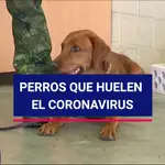 Perros que huelen el coronavirus