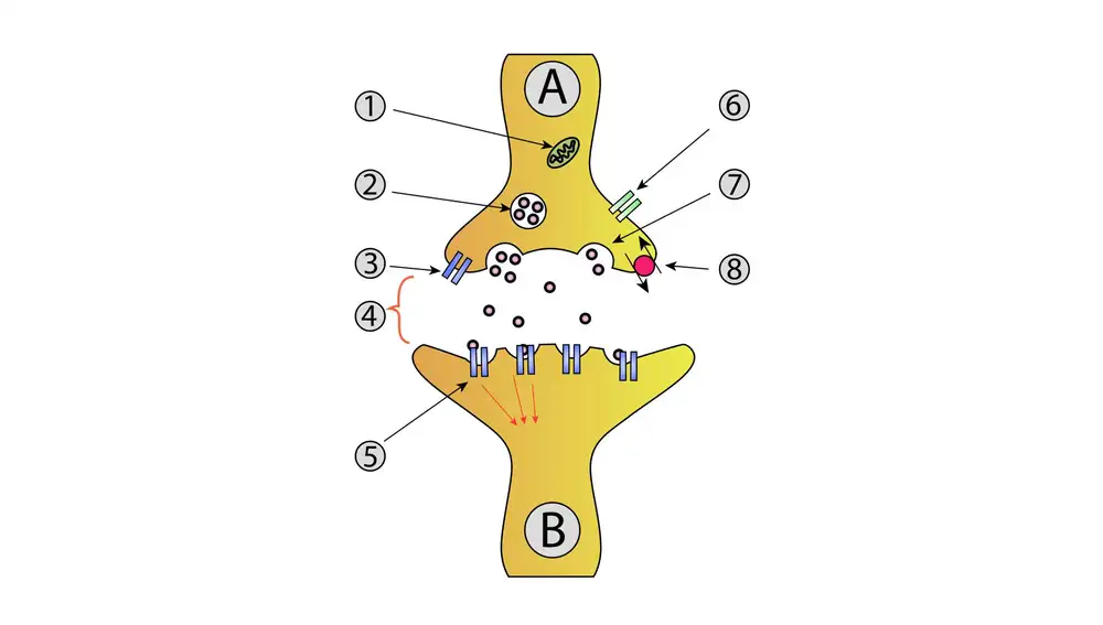 Sinapsis neuronal.A: neurona presináptica, B: neurona postsináptica.1: Mitocondria, 2: Vesícula sináptica, 3: Autorreceptor, 4: Hendidura sináptica, 5: Receptores, 6: Canales de calcio, 7: Vesícula exocitada, 8: Neurotransmisor recapturado