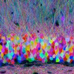 Corte histológico de un cerebro mostrando las distintas neuronas con tinciones inmunofluorescentes en lo que se conoce como brainbow. No es una imagen relacionada con este estudio.