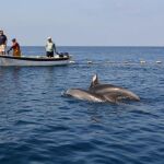 Imágenes de la liberación de los dos delfines mulares