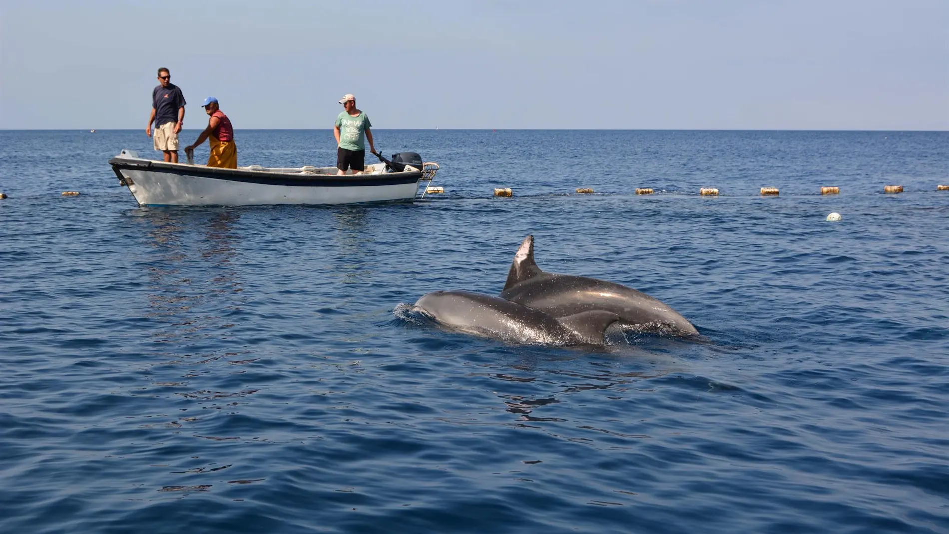 Imágenes de la liberación de los dos delfines mulares