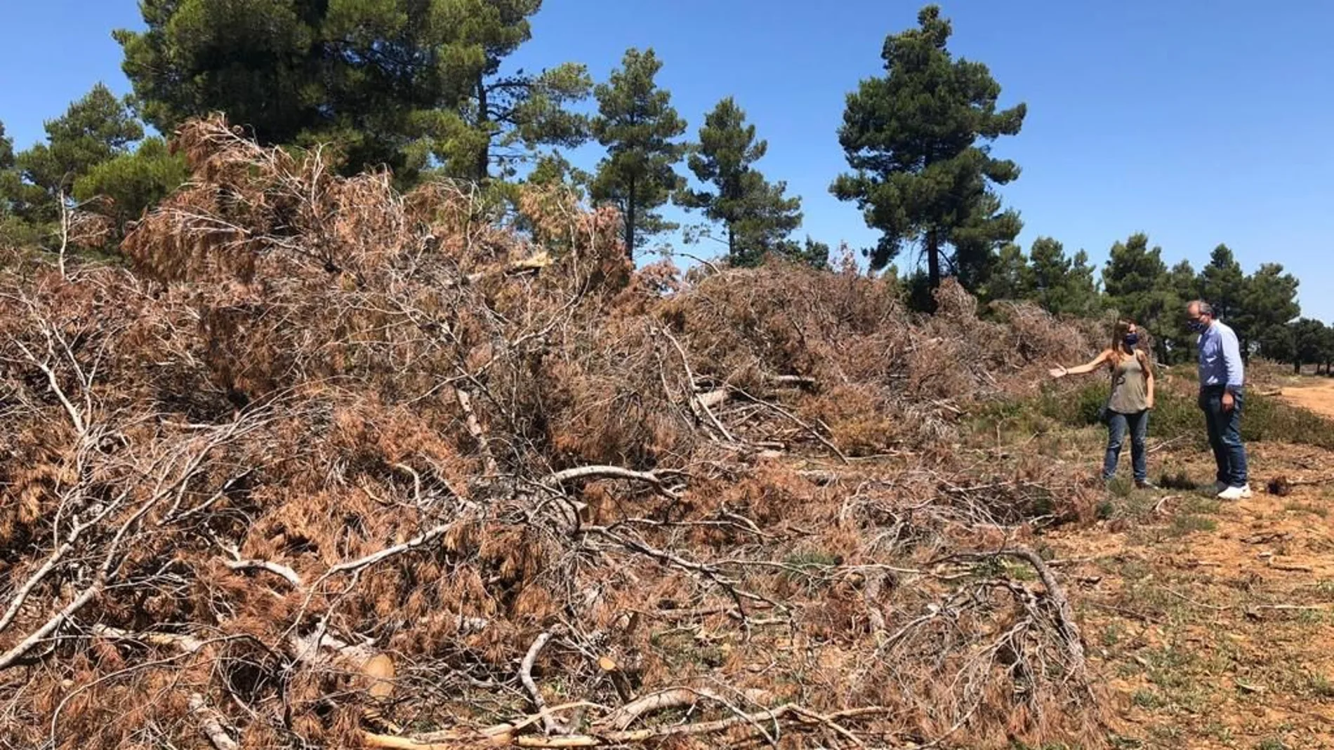 Ramas acumuladas desde hace más de dos años hacen del monte de Benegéber un polvorín