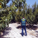 La Guardia Civil esclarece una decena de estafas a agricultores de la Vega Alta del Segura